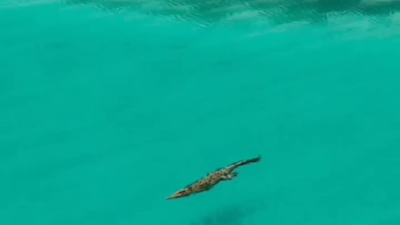 A large saltwater crocodile