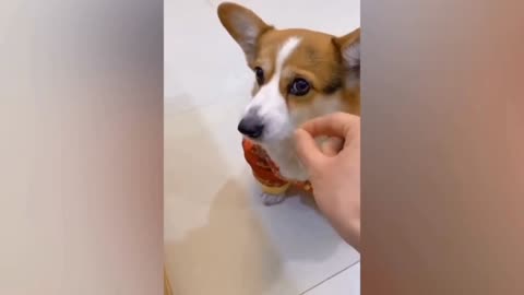 Greedy dog video