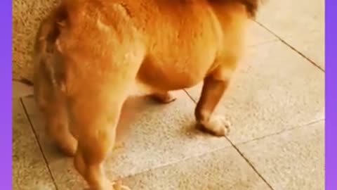 Lion and dog funny video