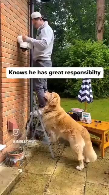 Doggo saves man from falling