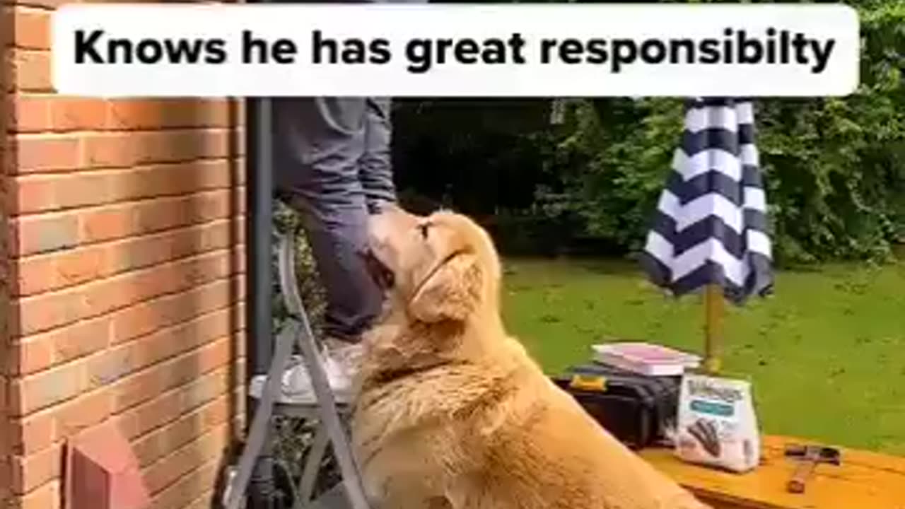 Doggo saves man from falling