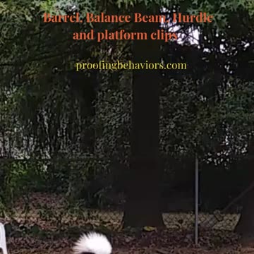 Circuit Training and Practice shorts 5