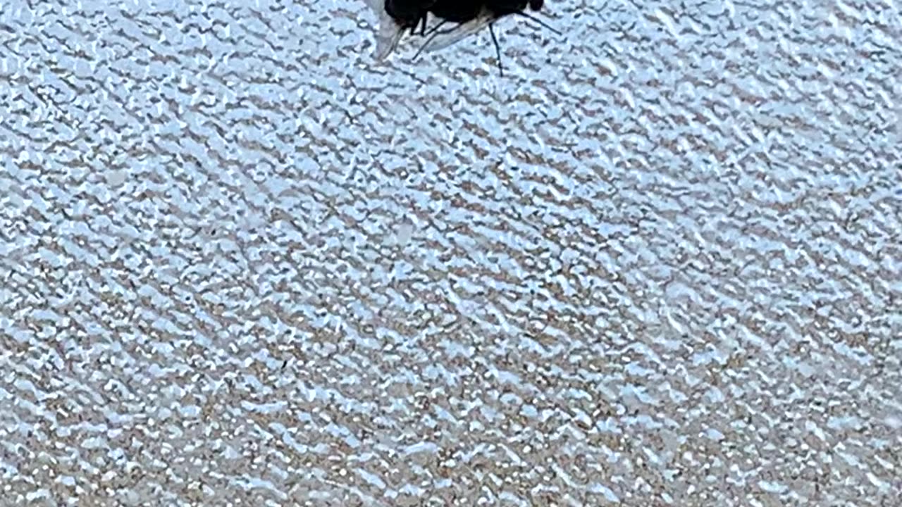 Flies Mating