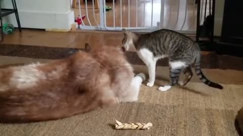 The cat bullying the dog