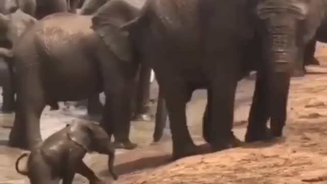 Elephant sleeping in water with her baby