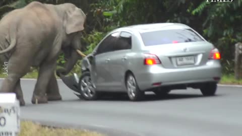 Elephants on the road in National Park Imagine explaining this to your insurance company