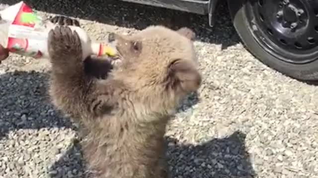 Teddy bear