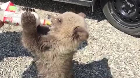 Teddy bear