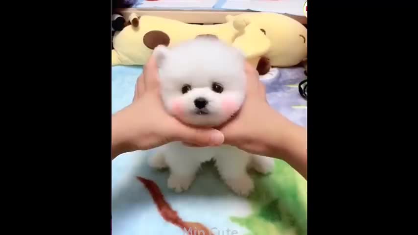 #hi#cute funny dog so sweet#plz#🐩🐩🐩🐩