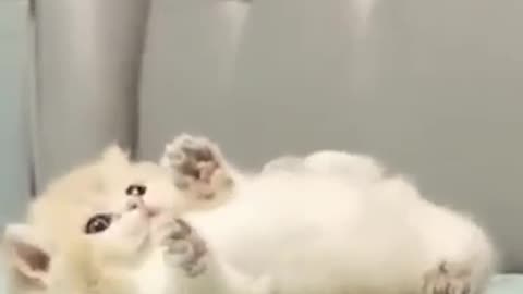 cute baby animals