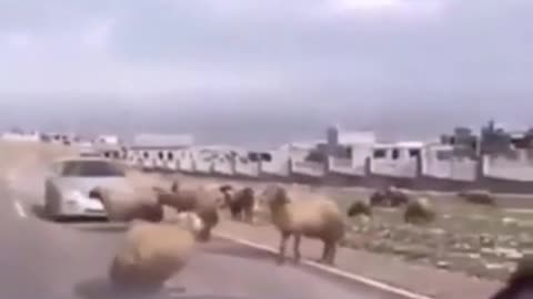 Fight on priangan sheep