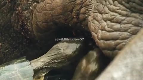 The living world of animals