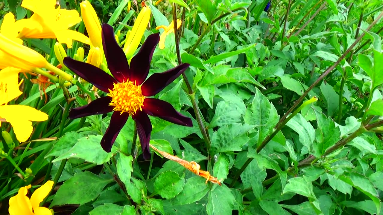 Dahlia Verrone's Obsidian