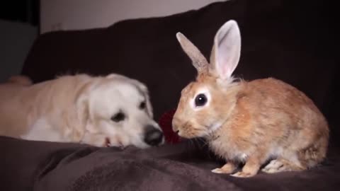 The dog brought the ball to his best friend rabbit so that they play together