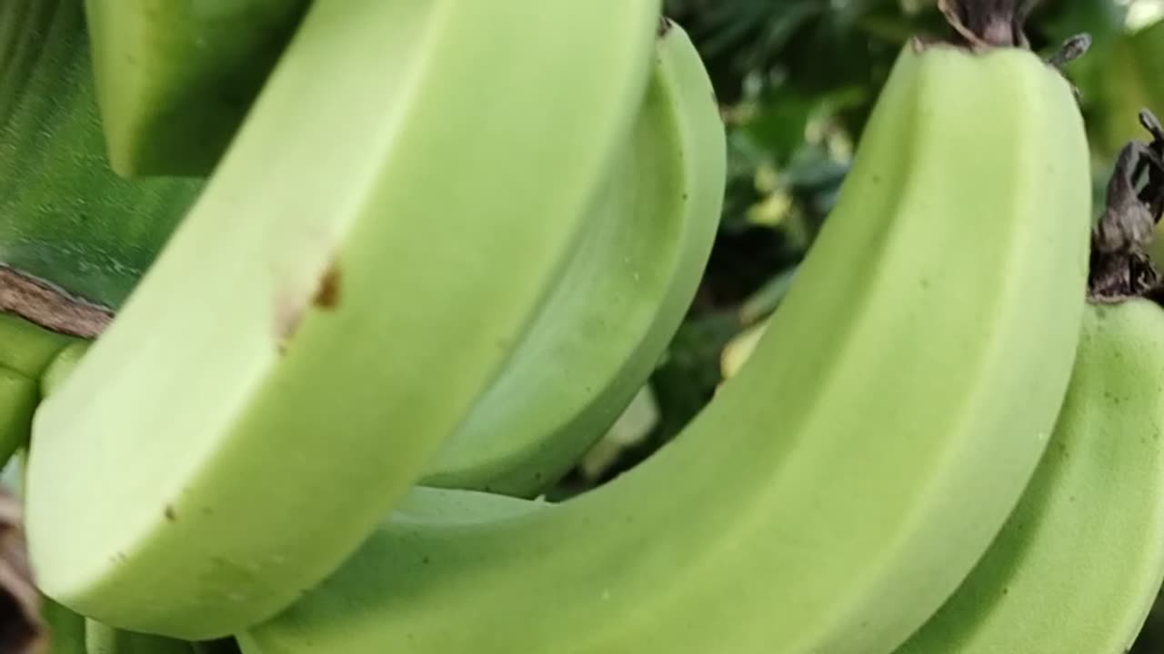 Banana tree 🌲🌴