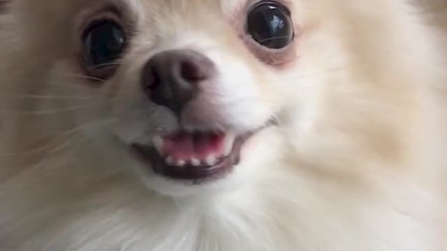 funny animals