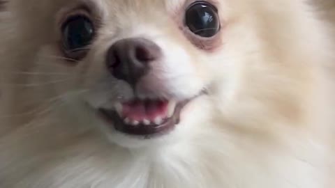 funny animals