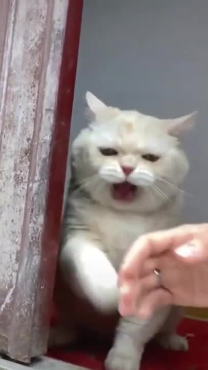 Let me see it... You always annoy me!