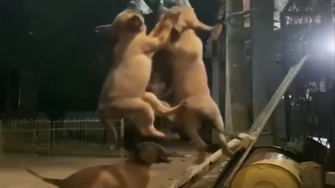 A litter of horses and dogs practicing before going to the circus