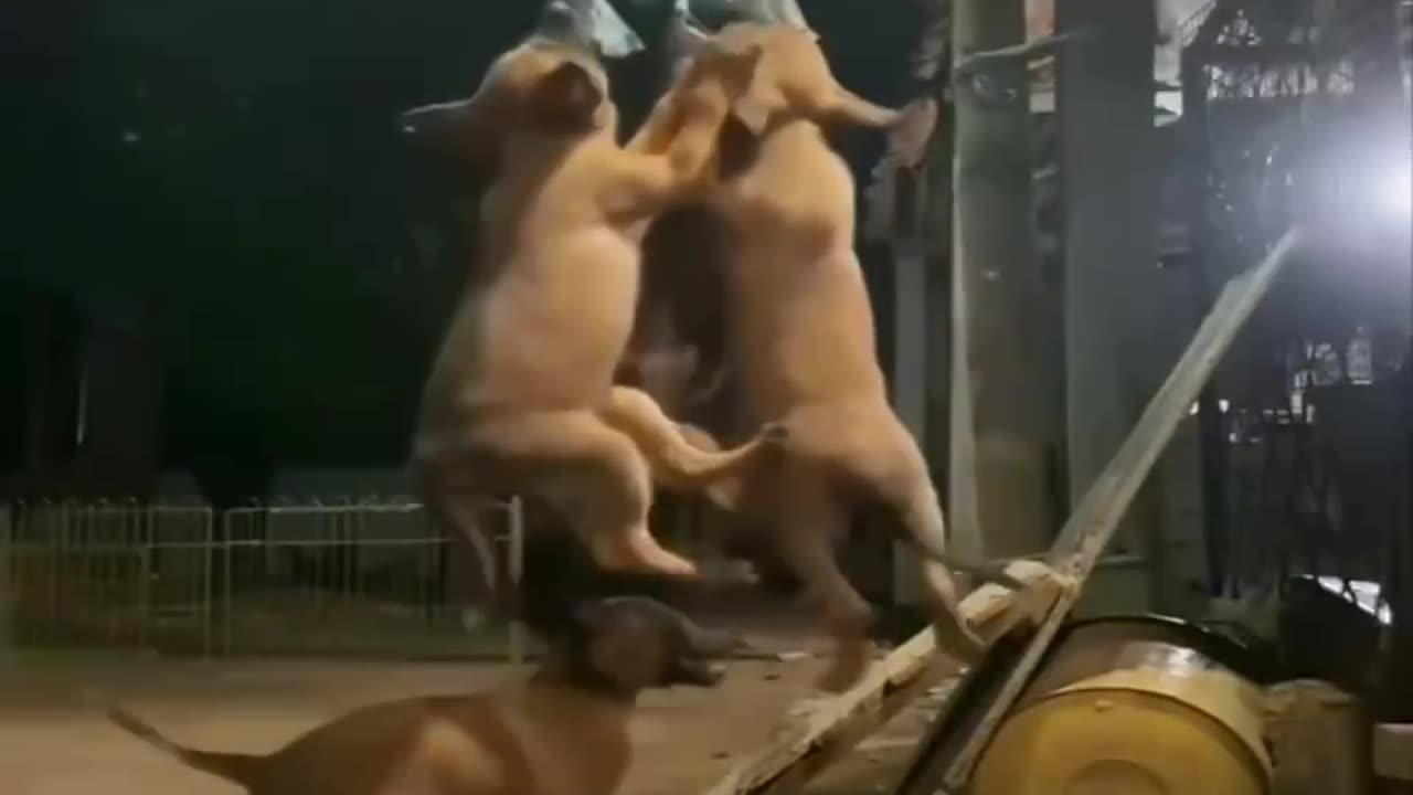 A litter of horses and dogs practicing before going to the circus