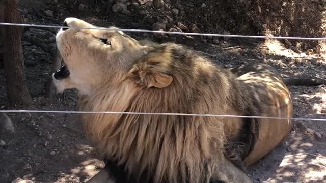 Roaring lion behind fence