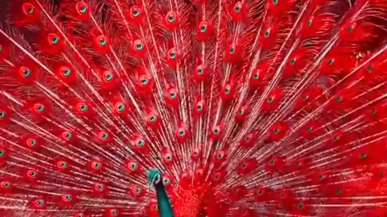 Beautiful Peacock (picok)