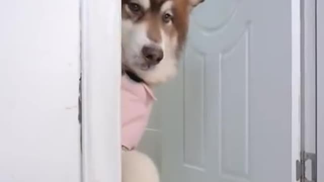 Full comedy funny dog 🐕🐕🐕🐶