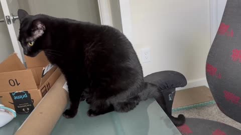 Adopting a Cat from a Shelter Vlog - Cute Precious Piper is in Charge of Her Office Work