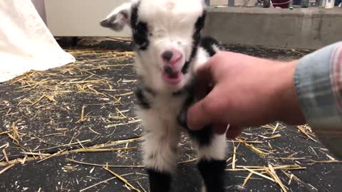 Baby goat making the cutest noise