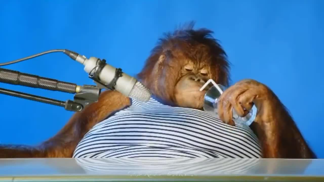 orangutan asmr _ Orang Utan ASMR