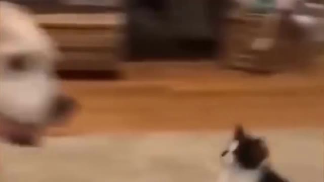 funny cats videos 2023 that looks like play and fun in home
