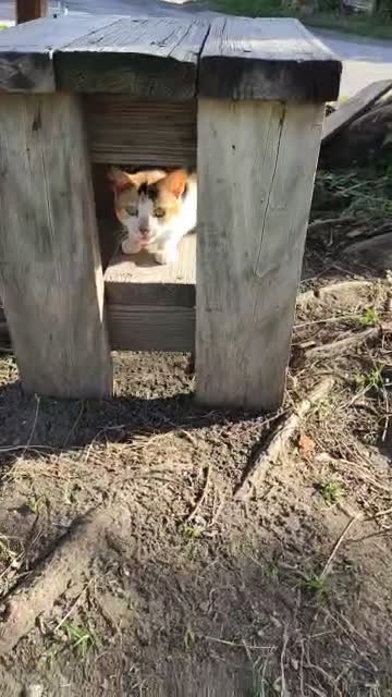 Saying hello to a shy cat