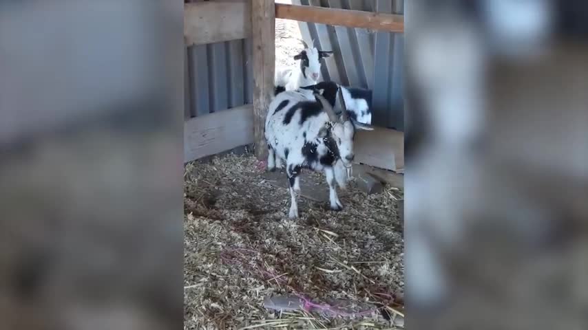 Goats Stumble over Fence and Faint