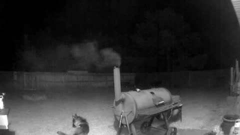 German Shepherd Guarding my Smoker