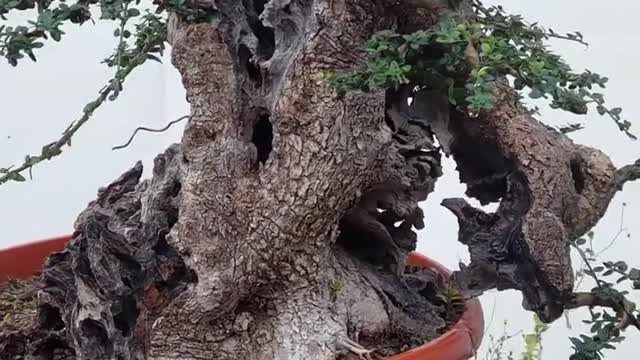 How to make olea bonsai