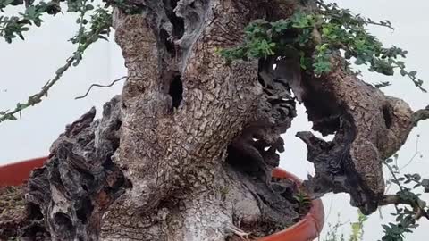 How to make olea bonsai