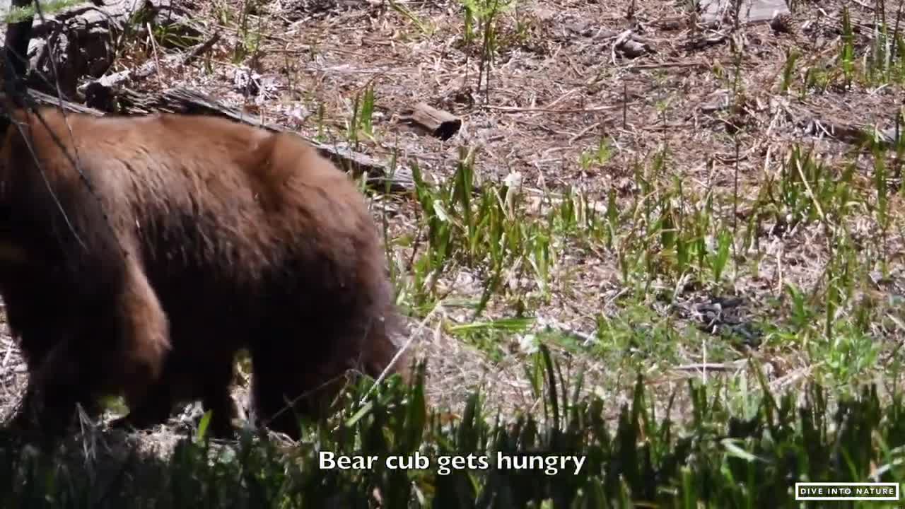 Mother Black Bear & Her Adorable Bear Cub in Sequoia National Park - California