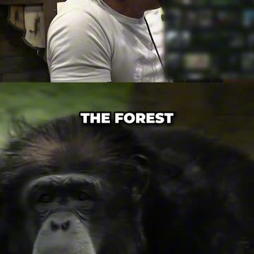 Joe Rogan On The "Lion-K*lling" Chimps