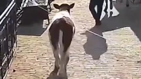 Funny animal videos 🤣🤣
