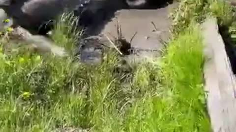 Dog Enjoys Rolling in Muddy Puddle on Hot Day