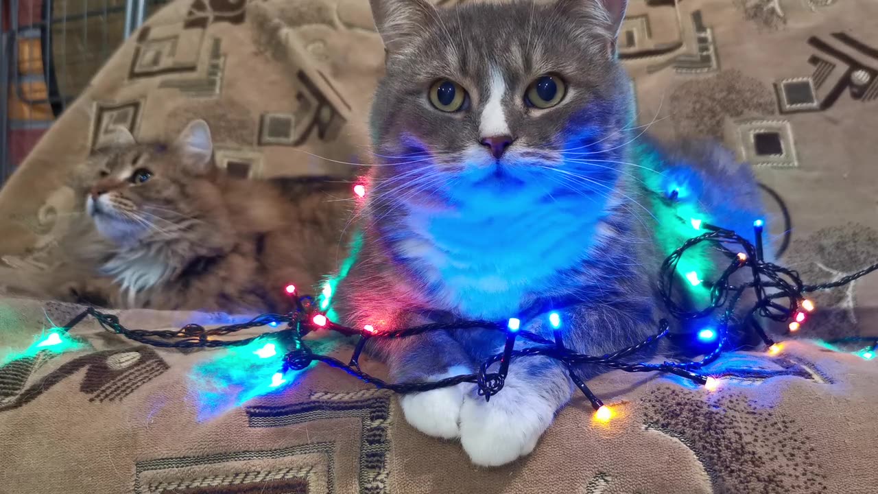 Cat playing with lights