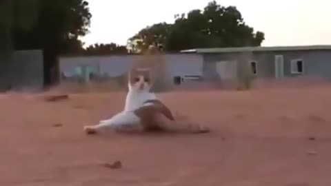 Cat Fight Fail