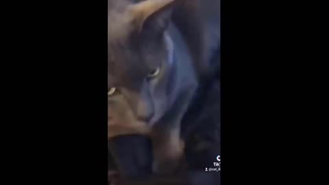 Funny Cats & Dogs