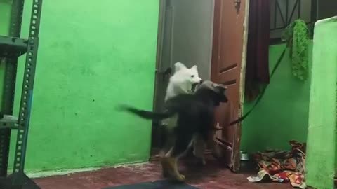 Black & White Dogs Fighting