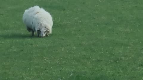 Sheep In A Field In Wales Eating Grass.