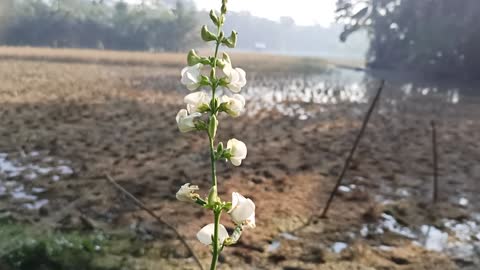 Fresh View in The Village Winter Morning