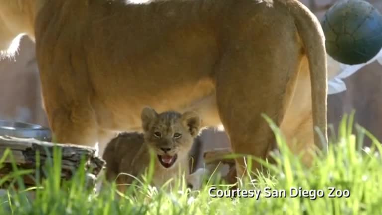 Lion cubs the pride of San Diego Zoo