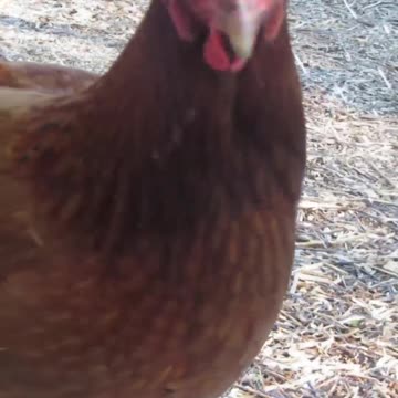 I Got My Eye On You! #chickens #chickensound #backyardhomesteading #animals #nature #peace #528hz