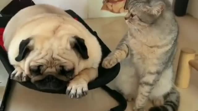Most popular video on Rumble cat 😺 and dog 🐕 frndship forever'