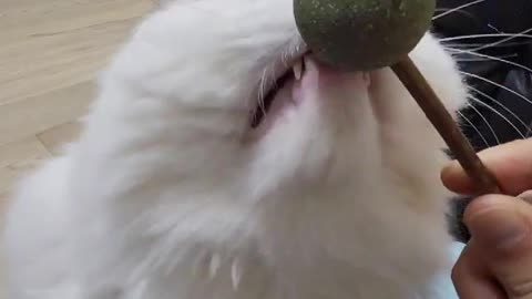 a candy-eating cat